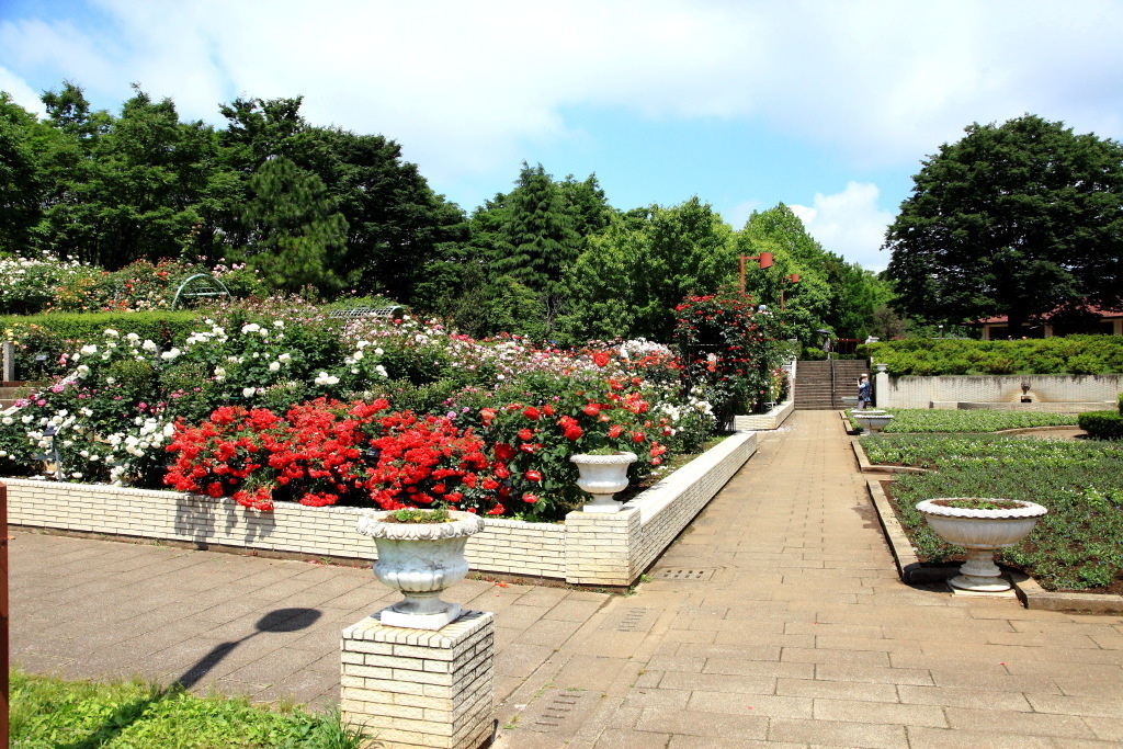智光山公園のバラ園: さわやかな風景を求めて